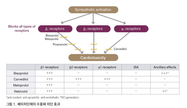 기사 제목 'Bisoprolol의 높은 심장 선택성 : 임상적 의의와 활용'의 대표 이미지