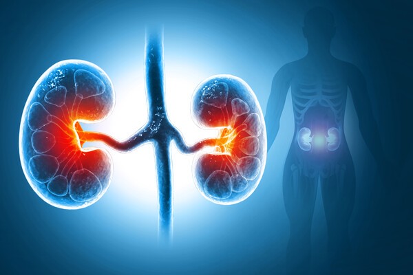 Chronic Kidney Disease. Medical organ. Cross section. 3d illustration